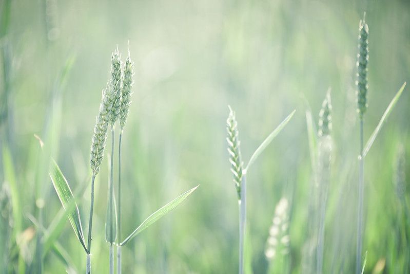 Green Wheat Pakt o polskim rolnictwie