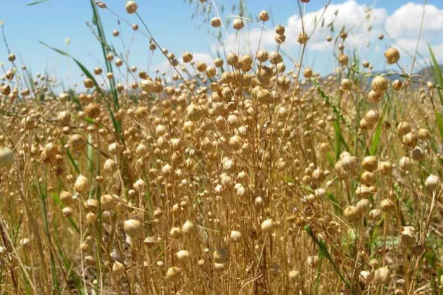 Flax plants