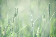 Pakt o polskim rolnictwie