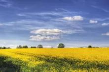 Plan strategiczny dla rolnictwa w Polsce 