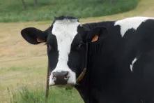 4 Tekst Justyny Zwolińskiej