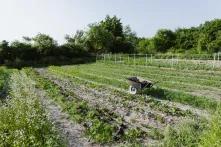 (Nie)zrównoważony system żywnościowz