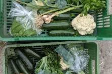 Od Pola do stołu_B_Rumieńczyk_2