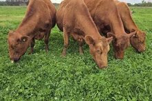 Kraj monokultur. Gdzie podziała się bioóżnorodność?