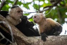 Ein paar Affen sitzen auf einem Baum
