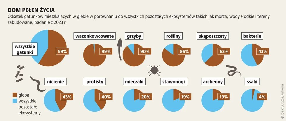 Ekosystem gleba: podstawa życia_2