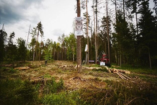 Wycinka Puszczy Białowieskiej, 24.05.2017